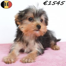 Yorkshire Terrier 11-02-26 F(BE6573) 15-05-26.jpg