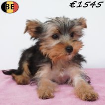 Yorkshire Terrier 11-02-26 F(BE6593) 15-05-26.jpg