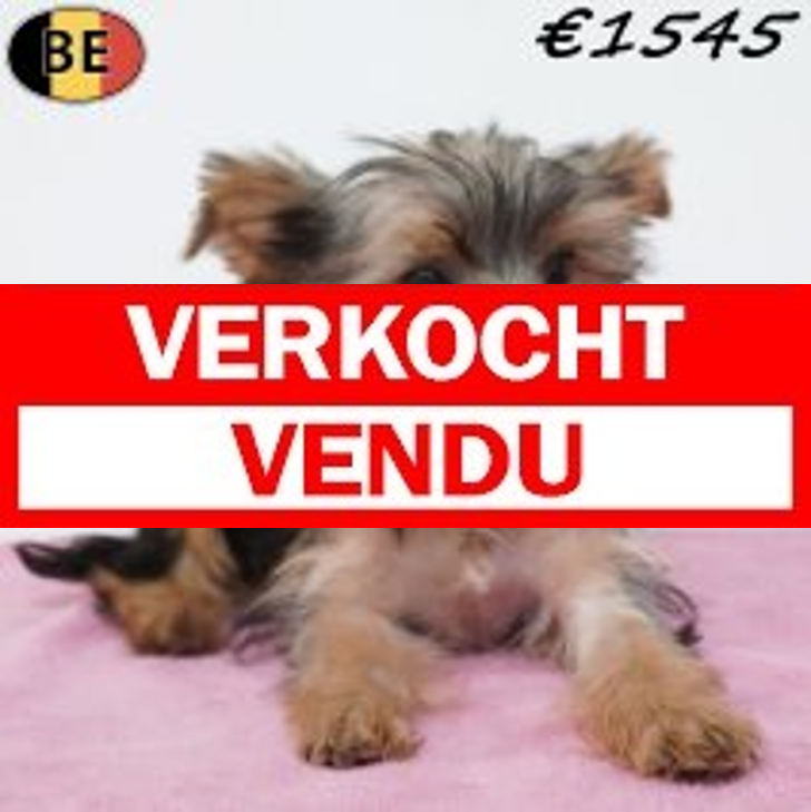 Yorkshire Terrier 11-02-26 F(BE6593) 15-05-26.jpg
