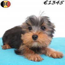 Yorkshire Terrier 11-02-26 M(BE6393) 15-05-26.jpg