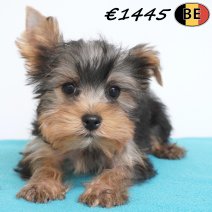 Yorkshire Terrier 11-02-26 M(BE6605) 15-05-26.jpg