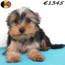 Yorkshire Terrier 11-02-26 M(BE6606) 15-05-26.jpg