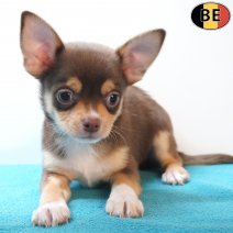 Chihuahua 18-03-26 M(BE1455) 15-05-26.jpg