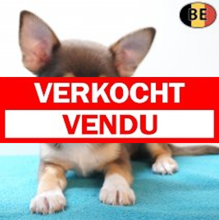 Chihuahua 18-03-26 M(BE1455) 15-05-26.verkocht-vendu