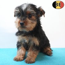Yorkshire Terrier 05-03-26 M(BE6195) 15-05-26.jpg
