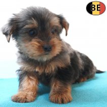 Yorkshire Terrier 05-03-26 M(BE6409) 15-05-26.jpg