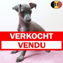 Italiaanse Windhond 20-03-26 F(BE2705) 15-05-26
