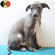 Italiaanse Windhond 20-03-26 M(BE1324) 15-05-26.jpg