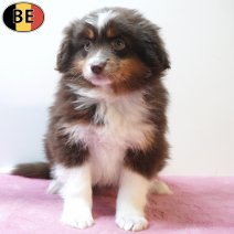 Miniature American Shepherd 09-03-26 F(BE4158) 15-05-26.jpg
