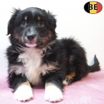 Miniature American Shepherd 09-03-26 F(BE4201) 15-05-26.jpg