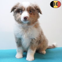Miniature American Shepherd 09-03-26 M(BE3977) 15-05-26.jpg