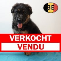 Duitse Herder 08-03-26 M (BE7595) 06-05-26 Verkocht - Vendu.jpg