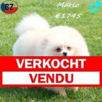 Keesje Mario 121125 M(CZ5824) 260426 Verkocht - Vendu.jpg