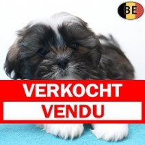Lhasa Apso 26-02-26 M(BE6656) 01-05-26 Verkocht - Vendu.jpg