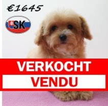 Maltipoo 24-12-25 F (SK1084) 24-04-26 Verkocht - Vendu.jpg
