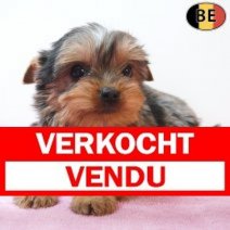 Yorkshire Terrier 05-03-26 F(BE6410) 15-05-26 Verkocht - Vendu.jpg