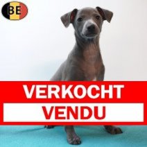Italiaanse Windhond 040326 M(BE2433) 290426 Verkocht - Vendu.jpg