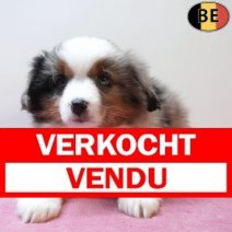 Miniature American Shepherd 09-03-26 F(BE4021) 15-05-26 Verkocht - Vendu.jpg