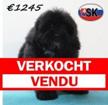 Maltipoo 24-12-25 M (SK1127) 24-04-26 Verkocht - Vendu.jpg