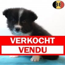 Border Collie 08-03-26 M(BE6630) 06-05-26 Verkocht - Vendu.jpg
