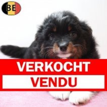Miniature American Shepherd 09-03-26 F(BE4162) 15-05-26 Verkocht - Vendu.jpg