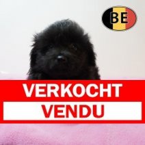 Pomapoo 25-02-26 F (BE4073) 06-05-26 Verkocht - Vendu.jpg
