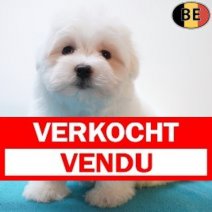 Maltezer 03-03-26 M(BE6132) 01-05-26 Verkocht - Vendu.jpg