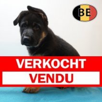 Duitse Herder 08-03-26 M (BE8194) 06-05-26 Verkocht - Vendu.jpg