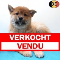 Shiba Inu 020326 M(BE6619) 010526 Verkocht - Vendu.jpg