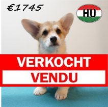 Welsh Corgi 261225 M (HU8791) 150426 Verkocht - Vendu.jpg