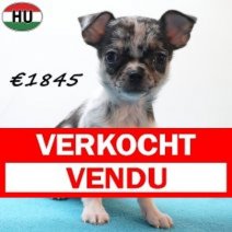 Chihuahua 291225 M(HU8817) 150426 Verkocht - Vendu.jpg