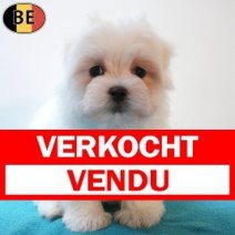 Maltezer 03-03-26 M(BE6668) 01-05-26 Verkocht - Vendu.jpg
