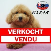 Poedel 241226 F (SK5453) 240426 Verkocht - Vendu.jpg