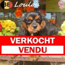 Cavalier King Charles Loulou 011225 F(BE6158) 150426 Verkocht - Vendu.jpg