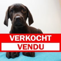 Labrador 02-03-26 M (BE8881) 08-05-26 Verkocht - Vendu.jpg