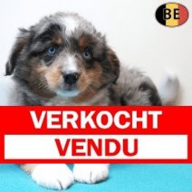 Miniature American Shepherd 09-03-26 M(BE3981) 15-05-26 Verkocht - Vendu.jpg