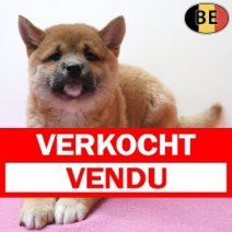 Shiba Inu 020326 F(BE6138) 010526 Verkocht - Vendu.jpg
