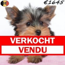 Yorkshire Terrier 11-02-26 F(BE6594) 15-05-26 Verkocht - Vendu.jpg