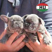 Franse Bulldog HU af te halen rond 03-07-2026 (2).jpg