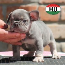 Franse Bulldog HU af te halen rond 03-07-2026 (4).jpg