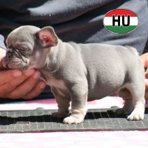 Franse Bulldog HU af te halen rond 03-07-2026 (5).jpg
