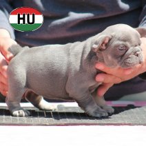 Franse Bulldog HU af te halen rond 03-07-2026 (6).jpg