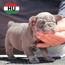 Franse Bulldog HU af te halen rond 03-07-2026 (7).jpg