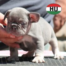 Franse Bulldog HU af te halen rond 03-07-2026 (8).jpg