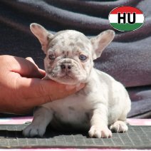 Franse Bulldog HU af te halen rond 03-07-2026 (9).jpg