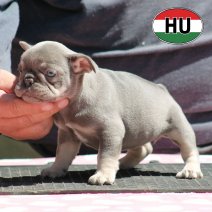 Franse Bulldog HU af te halen rond 03-07-2026 (10).jpg