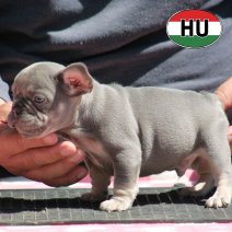 Franse Bulldog HU af te halen rond 03-07-2026 (11).jpg
