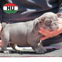 Franse Bulldog HU af te halen rond 03-07-2026 (13).jpg