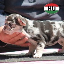 Franse Bulldog HU af te halen rond 03-07-2026 (14).jpg