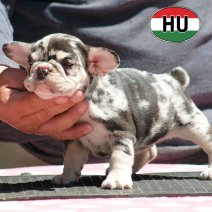 Franse Bulldog HU af te halen rond 03-07-2026 (18).jpg